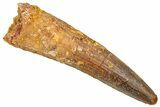 Fossil Spinosaurus Tooth - Real Dinosaur Tooth #361282-1